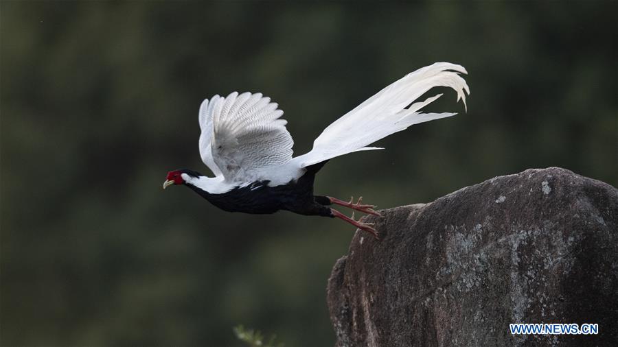 CHINA-FUJIAN-SILVER PHEASANT (CN)