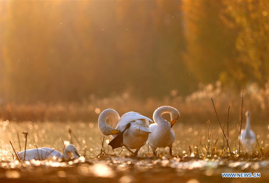 #CHINA-SHANXI-YUNCHENG-PINGLU-SWANS (CN)