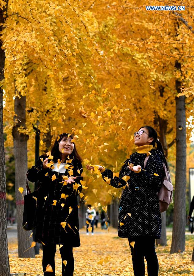 #CHINA-AUTUMN-LEISURE-GINKGO (CN)