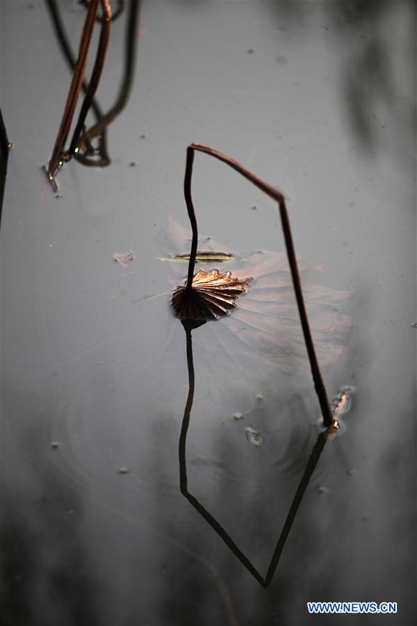 #CHINA-JIANGSU-WITHERED LOTUS (CN)