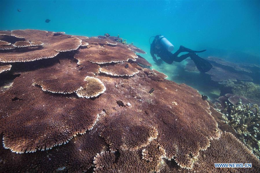 CHINA-HAINAN-DIVING INSTRUCTOR-CORAL REEF RESTORATION (CN)