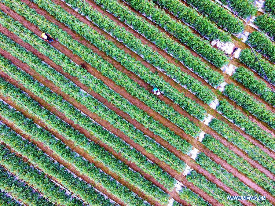 CHINA-GUANGXI-POVERTY ALLEVIATION-STONY DESERTIFICATION CONTROL (CN)