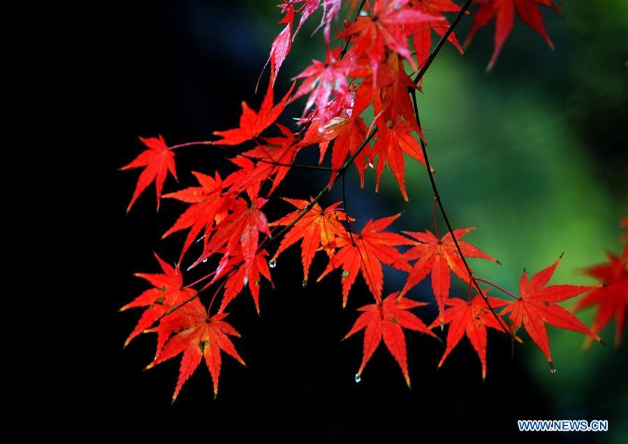 #CHINA-JIANGSU-MAPLE-SCENERY (CN)