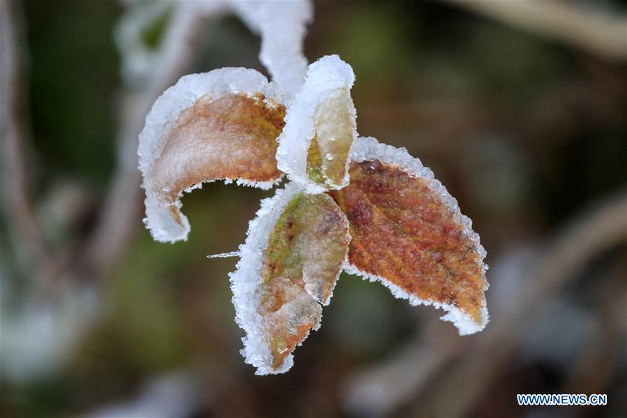 #CHINA-HUNAN-XIANGXI-SNOW-PLANTS (CN)