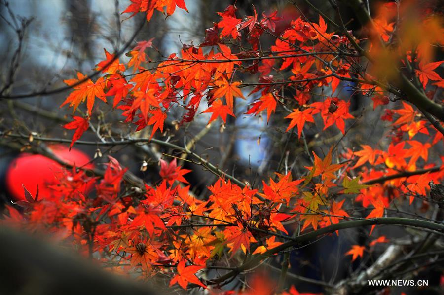 CHINA-SUZHOU-AUTUMN LEAVES (CN)