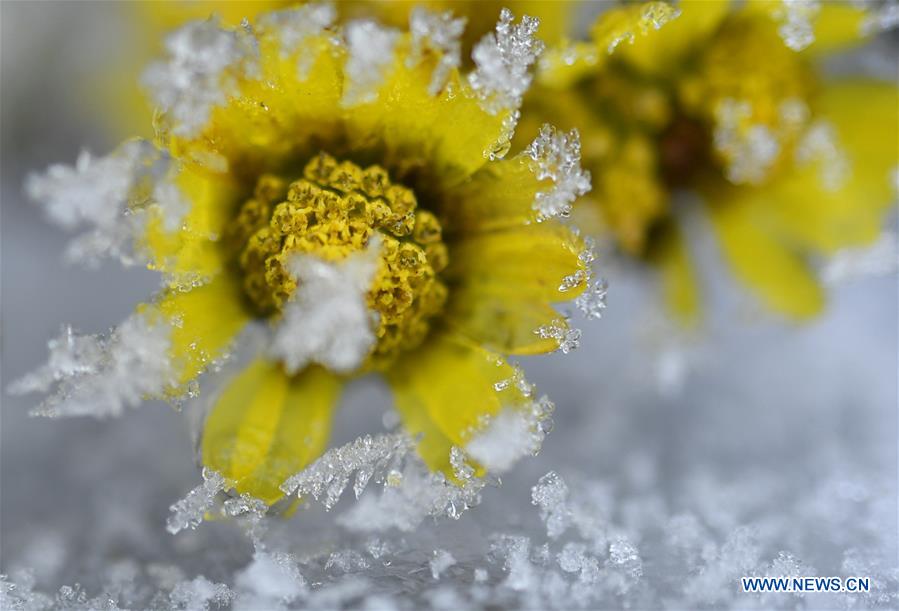 #CHINA-HUBEI-ENSHI-FROZEN PLANTS(CN)