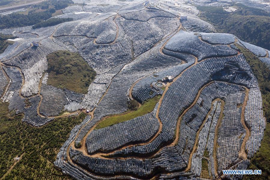 CHINA-GUANGXI-ORCHARDS-AERIAL VIEW (CN)