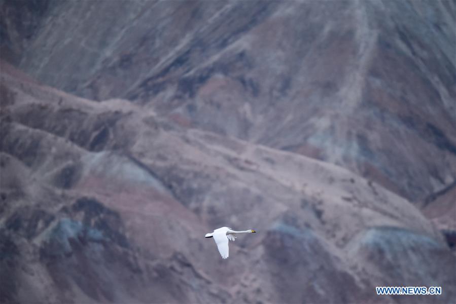 CHINA-QINGHAI-SWAN (CN)