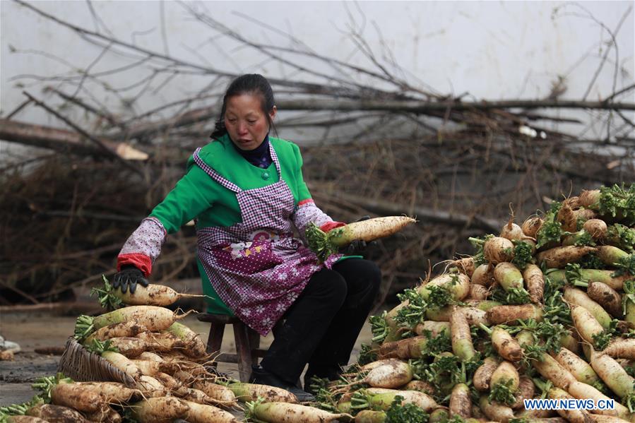 #CHINA-GUIZHOU-WHITE RADISH-PLANTING (CN)