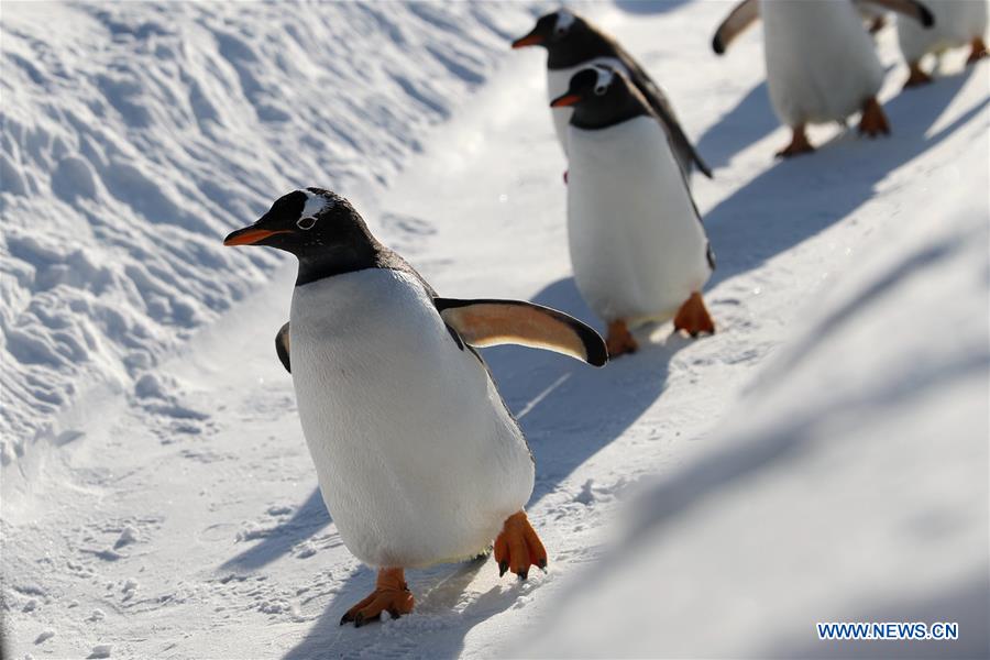 CHINA-HEILONGJIANG-HARBIN-PENGUIN (CN)