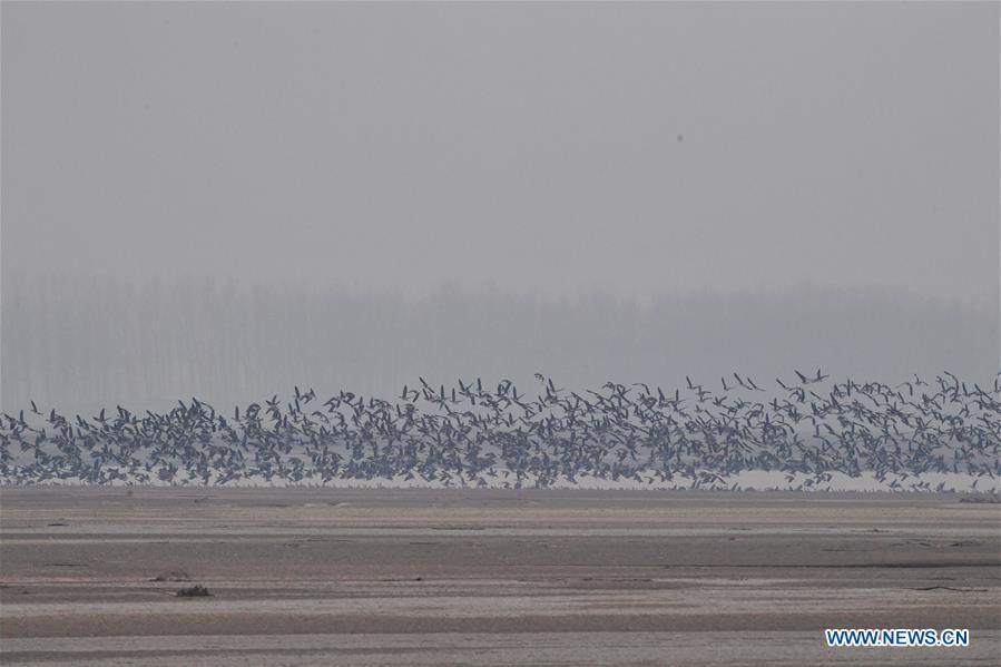 CHINA-HENAN-YELLOW RIVER-MIGRANT BIRDS (CN)