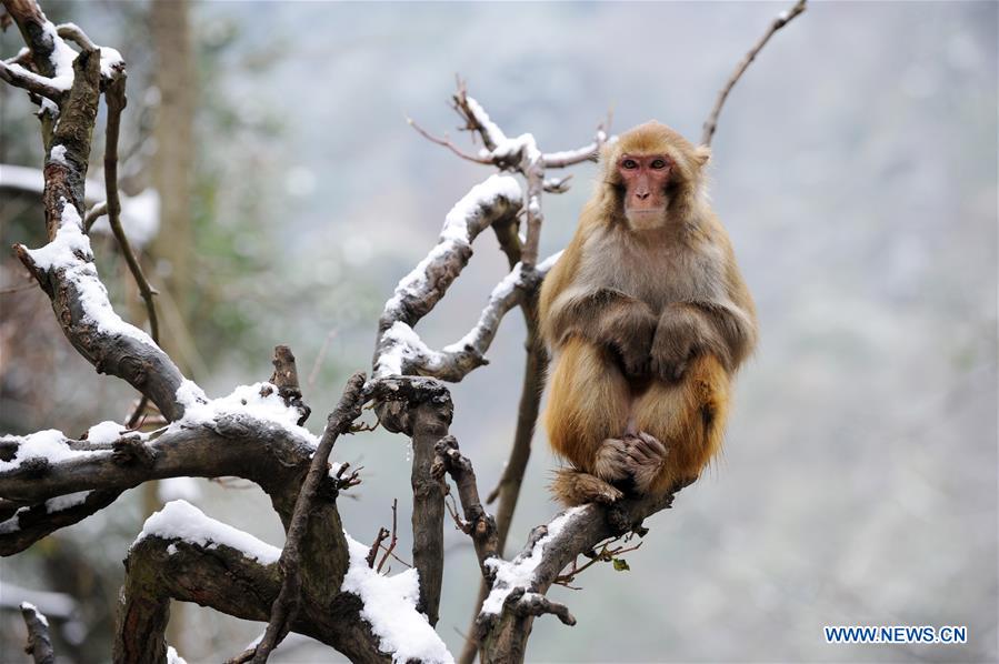 #CHINA-GUIZHOU-GUIYANG-SNOW-MONKEY (CN)