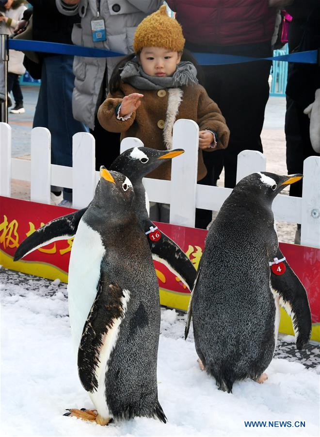 CHINA-SHANDONG-QINGDAO-PENGUIN-TOURISM (CN)