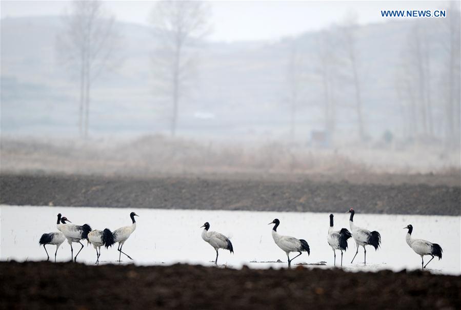 CHINA-GUIZHOU-WEINING-MIGRATORY BIRDS (CN)