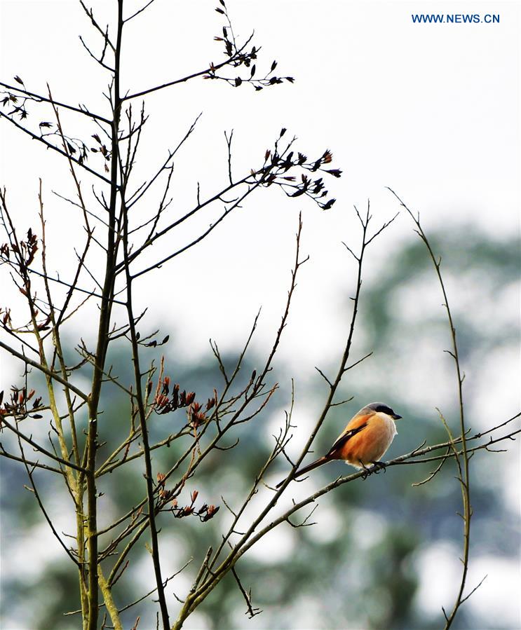 CHINA-FUJIAN-WUYI MOUNTAIN-SCENERY (CN)