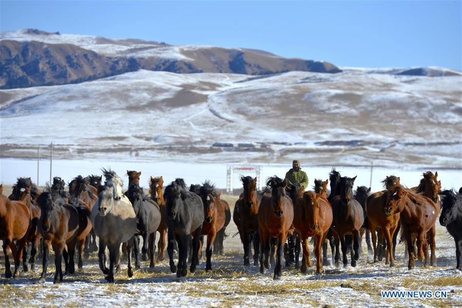 CHINA-GANSU-SHANDAN RANCH-HORSE (CN)