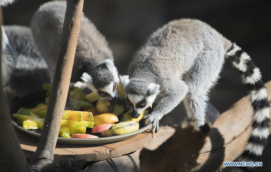 CHINA-YUNNAN-KUNMING-ANIMALS-TROPICAL FRUITS (CN)