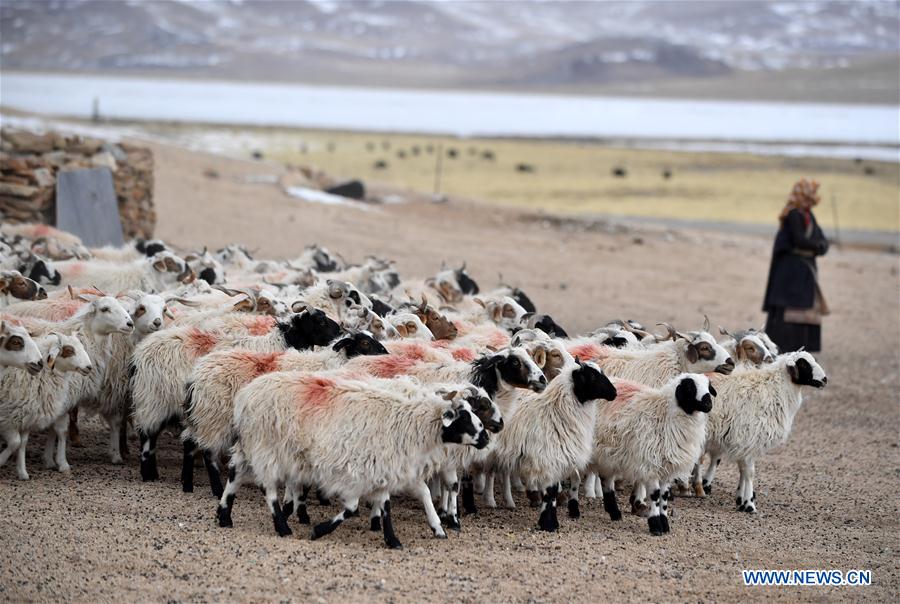 (InTibet) CHINA-TIBET-WINTER-HERDSMEN-LIFESTYLE (CN)