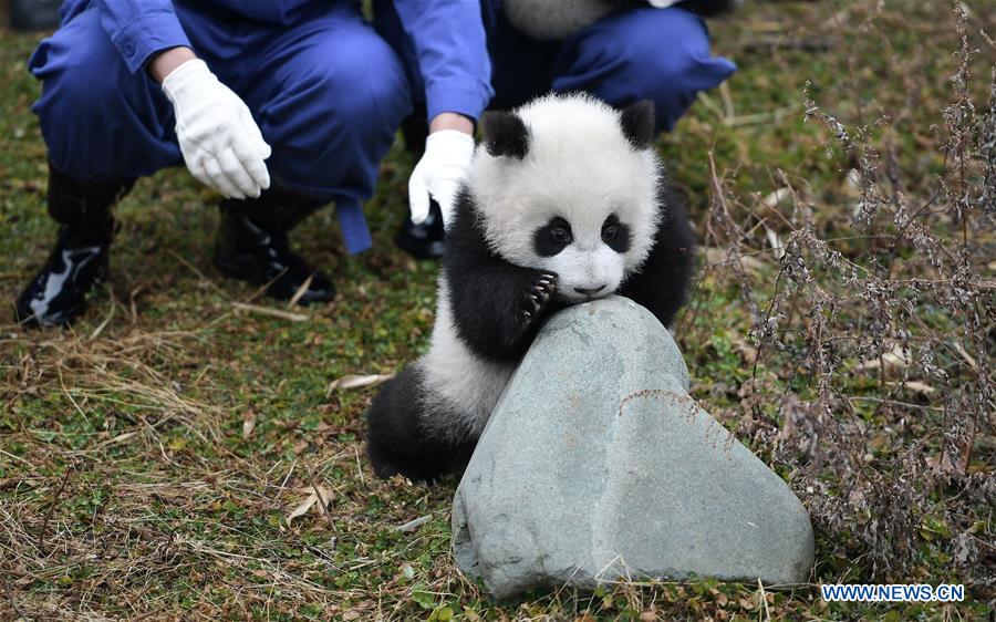 CHINA-SICHUAN-GIANT PANDA-SPRING FESTIVAL (CN)