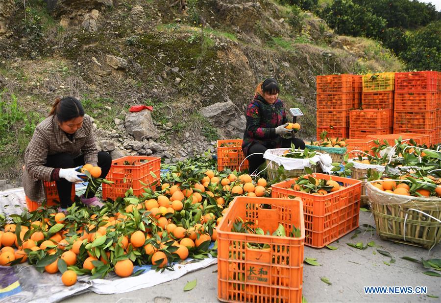 CHINA-CHONGQING-FENGJIE-NAVEL ORANGE (CN)