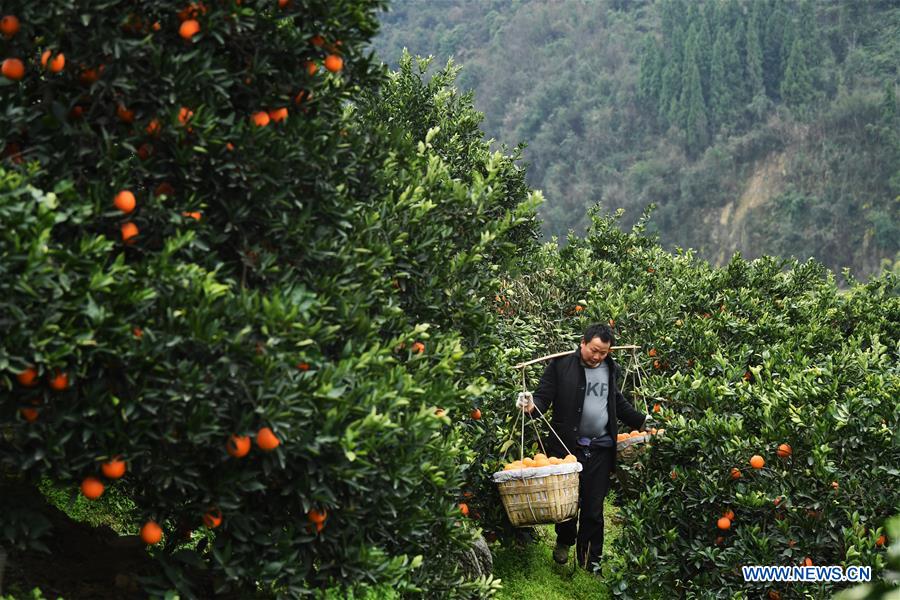 CHINA-CHONGQING-FENGJIE-NAVEL ORANGE (CN)