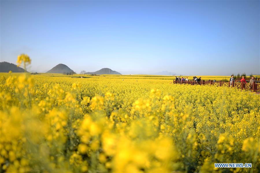 CHINA-YUNNAN-LUOPING-COLE FLOWERS (CN)