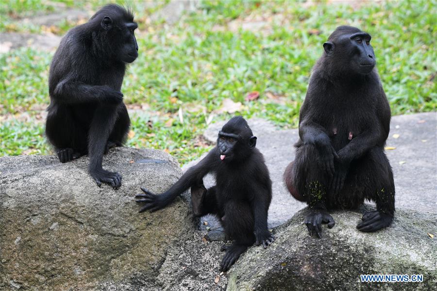 SINGAPORE-WRS-NEWBORN ANIMALS