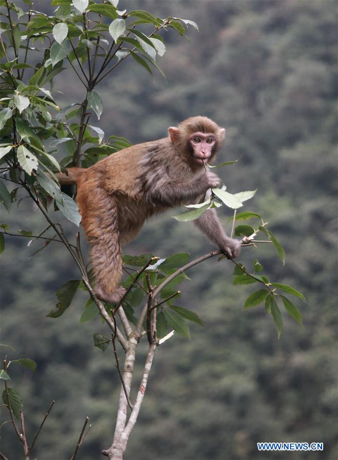 #CHINA-HUNAN-SPRING-MACAQUES(CN)