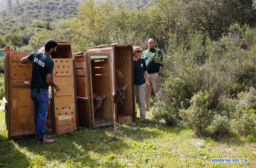 MIDEAST-JERUSALEM-PERSIAN FALLOW DEER-RELEASE