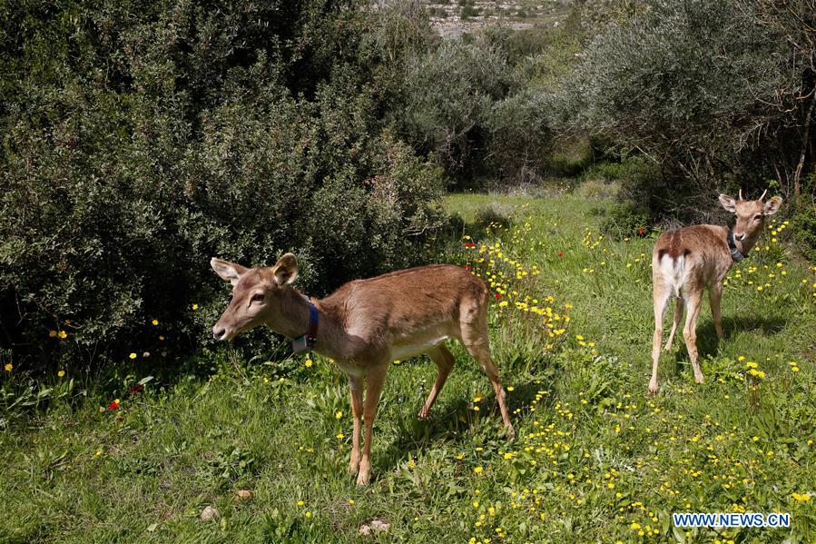 MIDEAST-JERUSALEM-PERSIAN FALLOW DEER-RELEASE