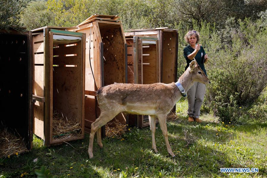 MIDEAST-JERUSALEM-PERSIAN FALLOW DEER-RELEASE