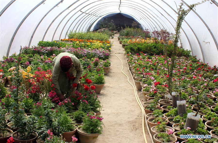 AFGHANISTAN-KANDAHAR-FLOWER SHOP