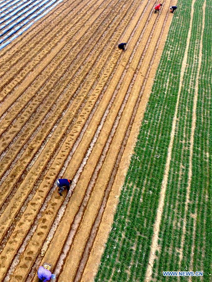 #CHINA-SPRING-FARMING (CN)