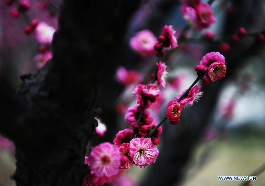 #CHINA-SHANDONG-SPRING-FLOWERS (CN)