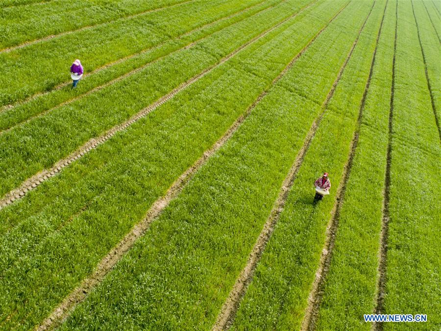 #CHINA-SPRING-FARM WORK (CN)