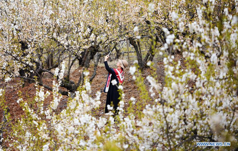 CHINA-SHAANXI-CHERRY FLOWERS (CN)