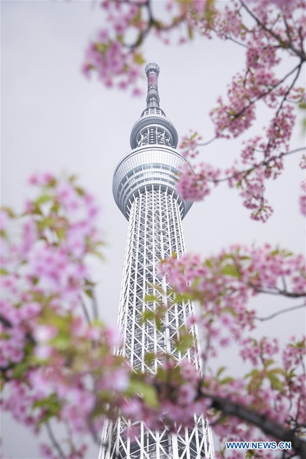 JAPAN-TOKYO-SKYTREE-CHERRY BLOSSOM