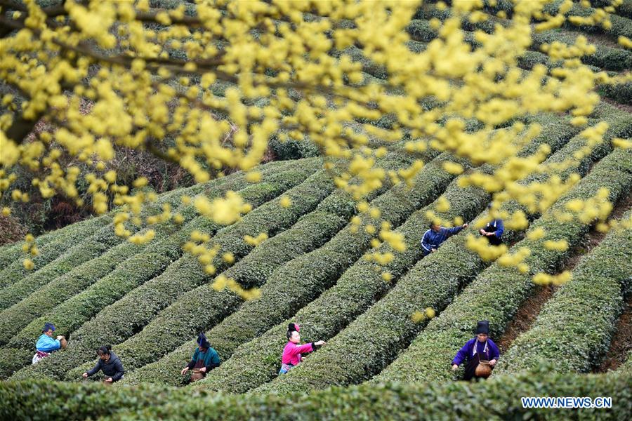 CHINA-GUIZHOU-DANZHAI-TEA-HARVEST (CN)