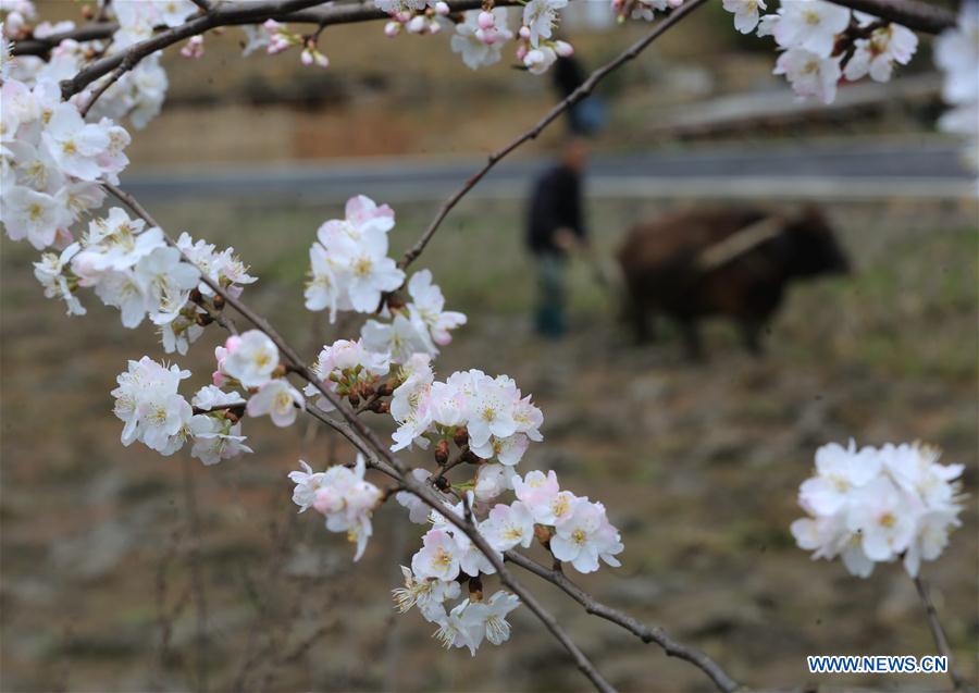 #CHINA-SPRING-FARM WORK (CN)