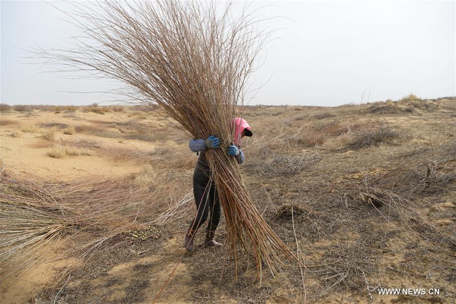 CHINA-INNER MONGOLIA-ORDOS-DESERTIFICATION CURBING (CN)