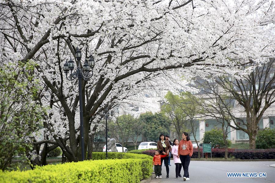 #CHINA-SPRING-CHERRY BLOSSOMS (CN)