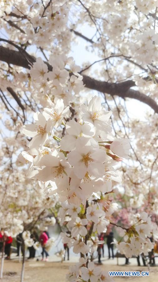 (BeijingCandid)CHINA-BEIJING-SPRING-CHERRY BLOSSOMS (CN)