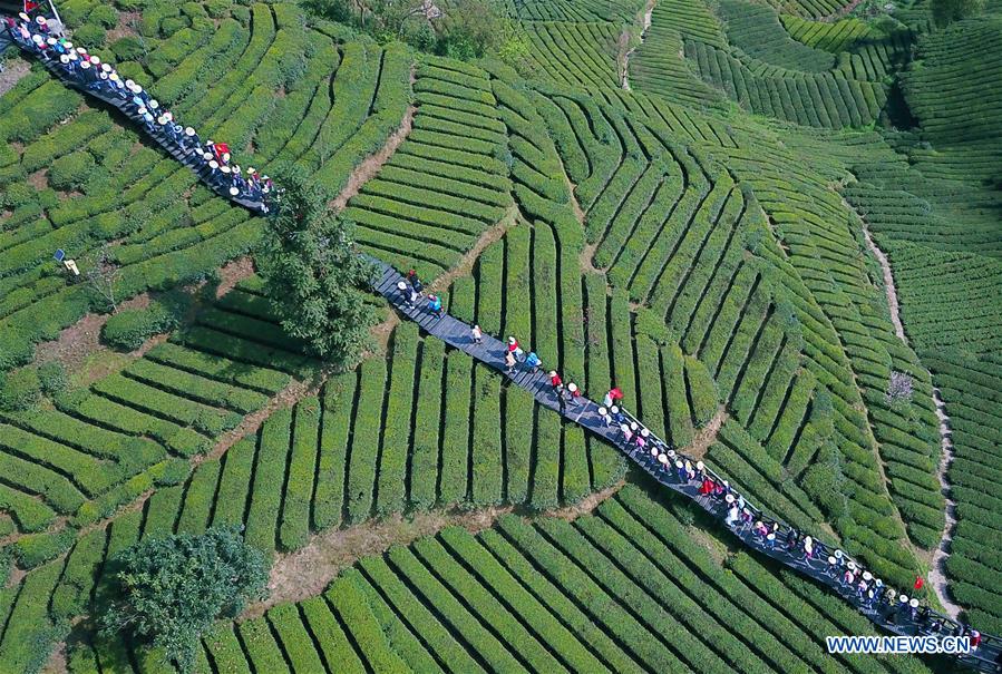 #CHINA-HUBEI-TEA FARM (CN)