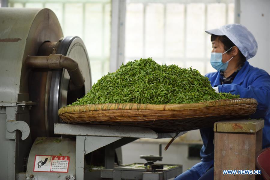 CHINA-GUIIZHOU-TEA-HARVEST (CN)