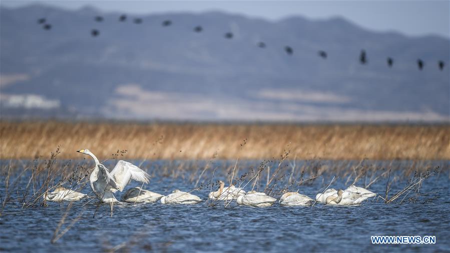 CHINA-LIAONING-RESERVOIR-SWANS (CN)