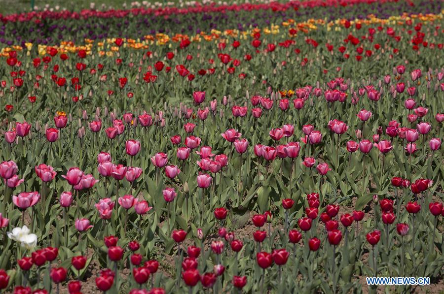 KASHMIR-SRINAGAR-SPRING-TULIPS