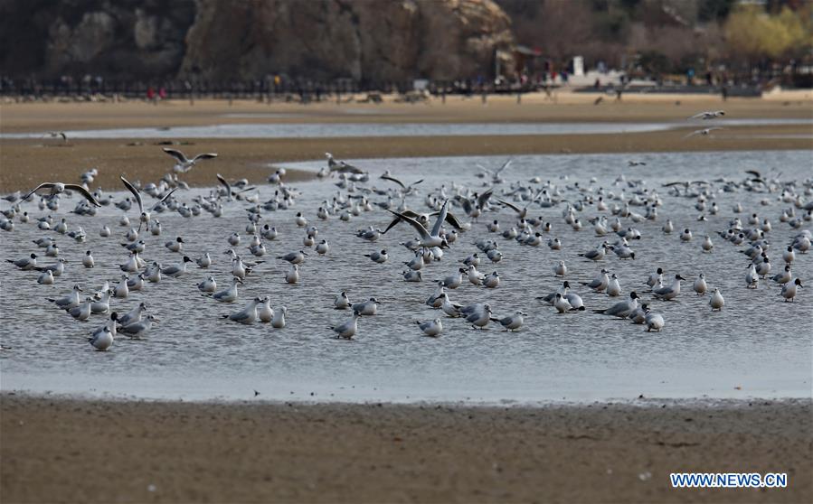 CHINA-QINHUANGDAO-MIGRATORY BIRDS (CN)