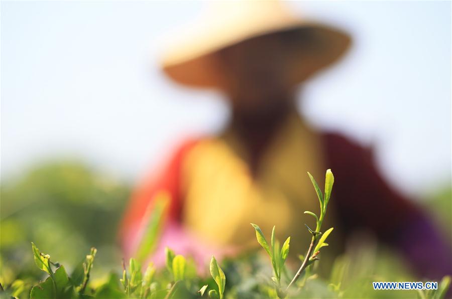 #CHINA-HUNAN-TEA-POVERTY ALLEVIATION (CN)