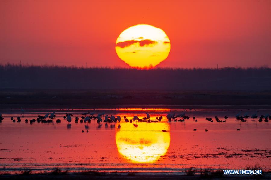 CHINA-JILIN-NATURE RESERVE-MIGRANT BIRDS (CN)