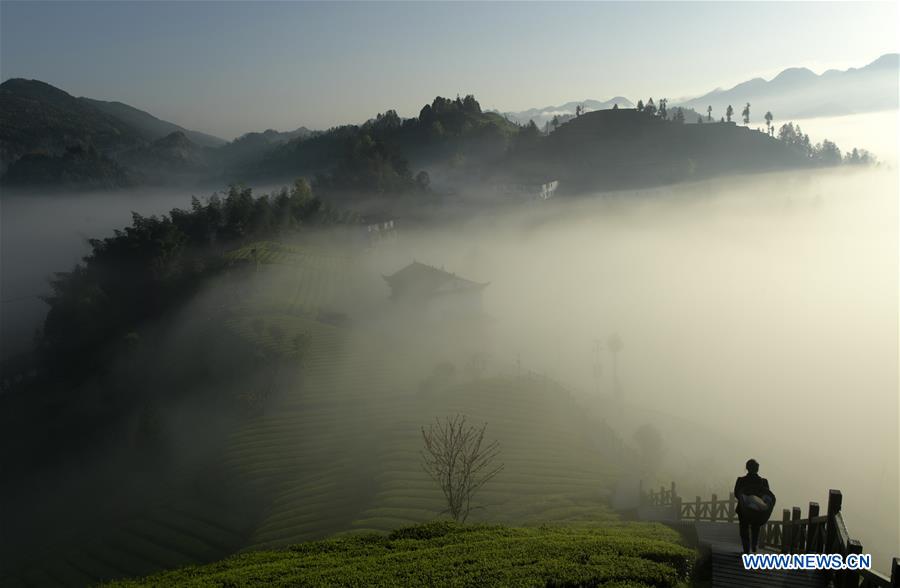 #CHINA-HUBEI-ENSHI-FOG-TEA PLANTATION(CN)